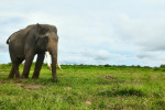Way Kambas National Park 4 Days 3 Nights
