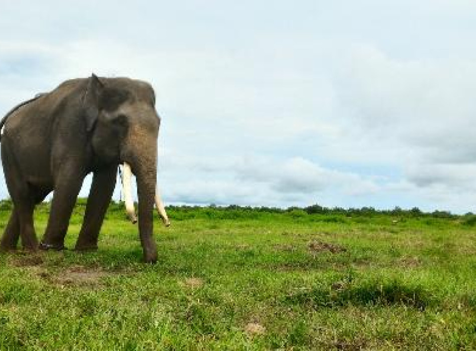 Way Kambas National Park 4 Days 3 Nights
