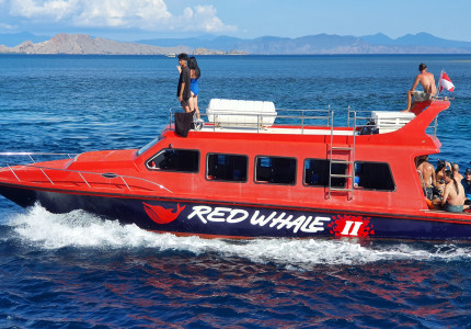 Komodo One Day Tour from Labuan Bajo