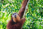 bukit-lawang-orangutan-one-day-tour