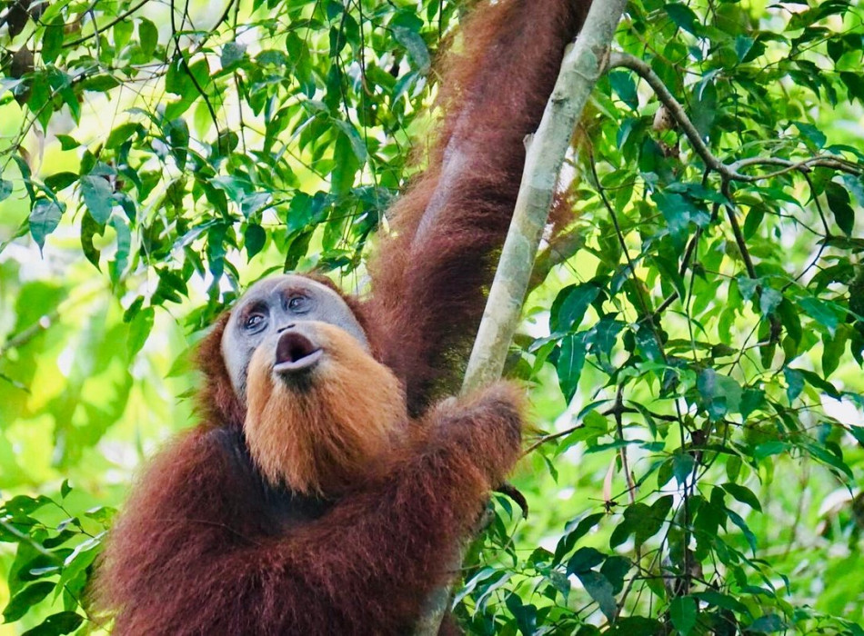 bukit-lawang-orangutan-one-day-tour