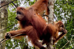 orangutan-one-day-trip