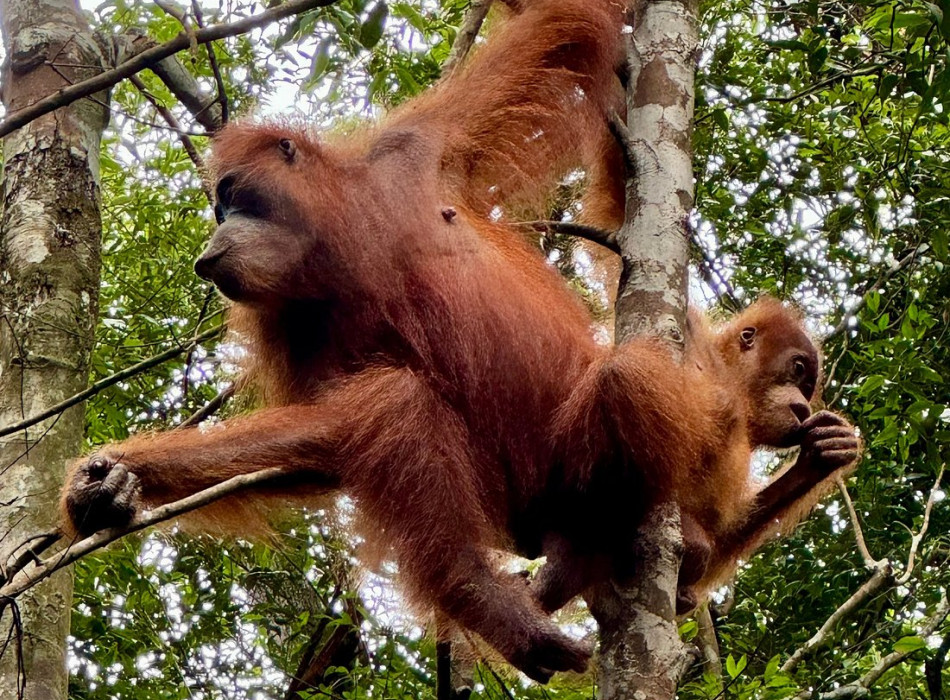 orangutan-one-day-trip