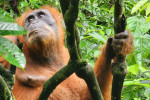 one day trip to bukit lawang