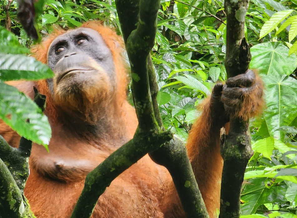 one day trip to bukit lawang