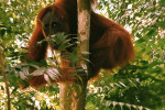 orangutan one trip