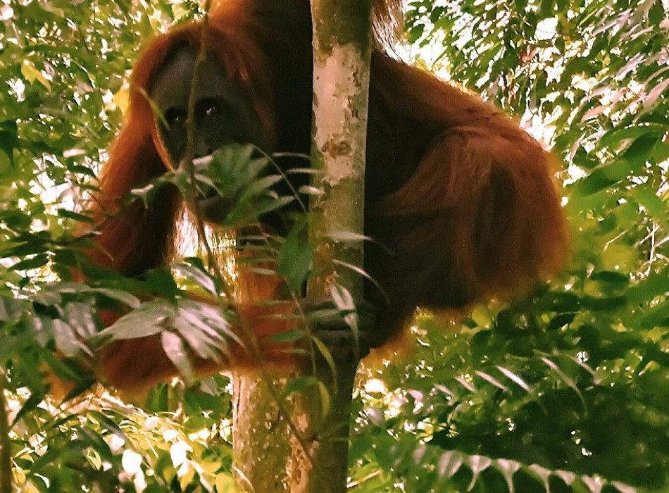 orangutan one trip