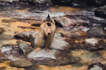 bukit lawang jungle trekking