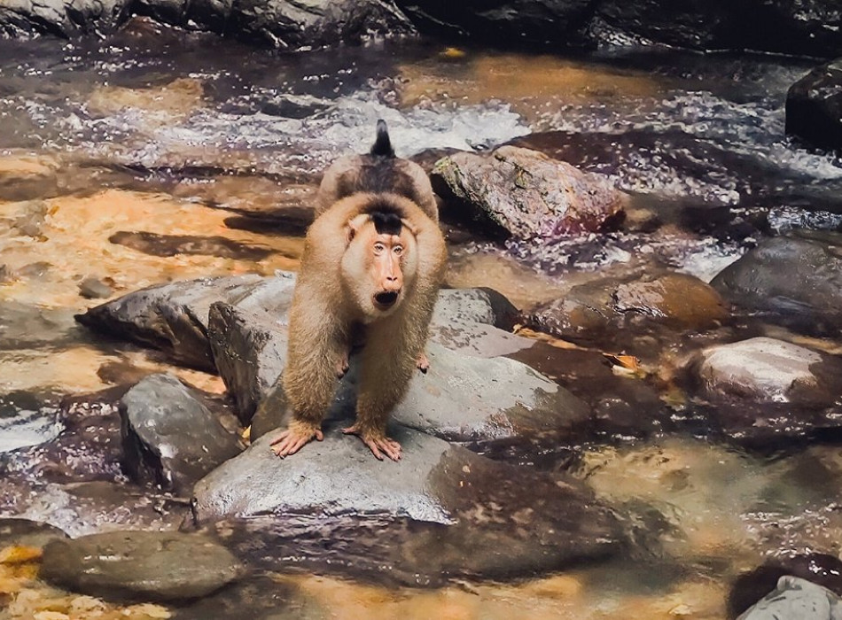 bukit lawang jungle trekking