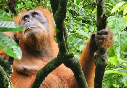 Bukit Lawang Orangutan Tour from Medan