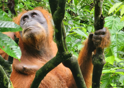 Bukit Lawang Orangutan Tour from Medan