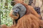 bukit lawang jungle trekking one day tour