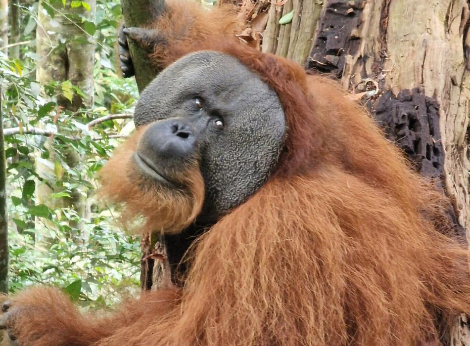 bukit lawang jungle trekking one day tour