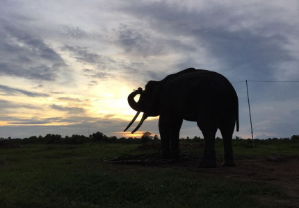 Way Kambas National Park 4 Days 3 Nights