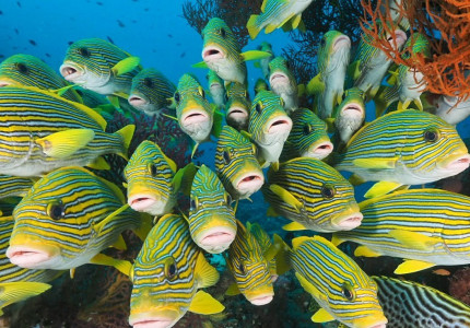 Raja Ampat Diving 4D3N