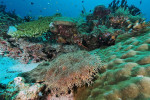 Raja Ampat Diving 4D3N