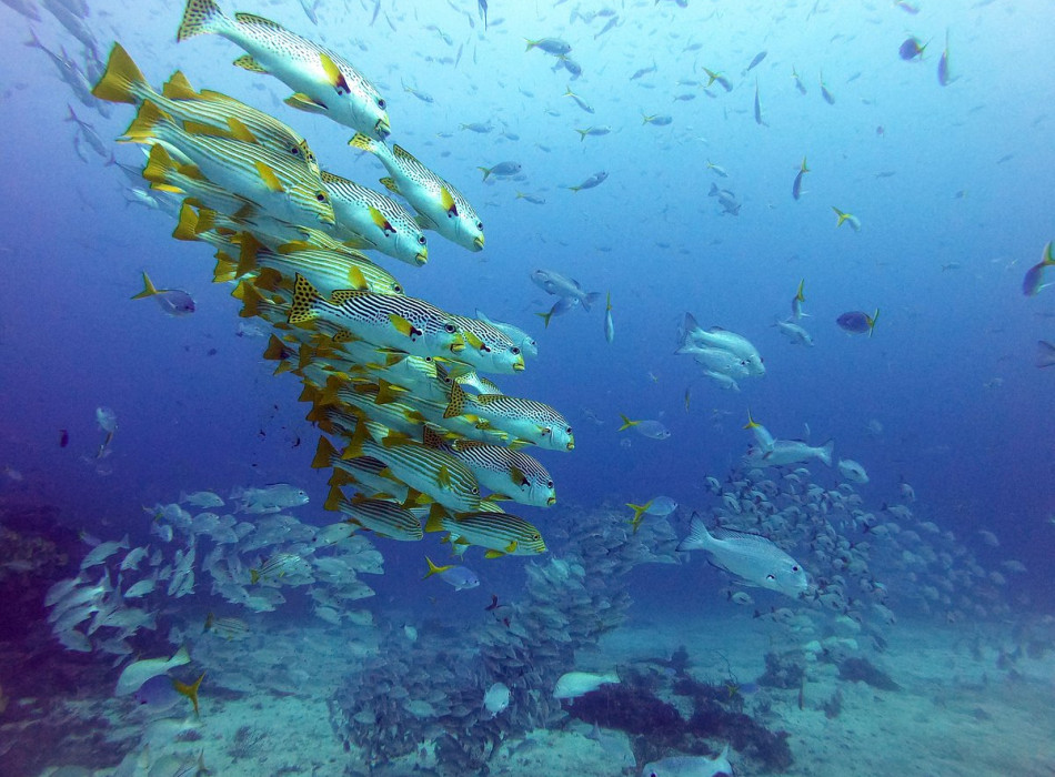 Raja Ampat Diving 4D3N
