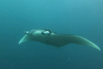 Raja Ampat Diving 4D3N