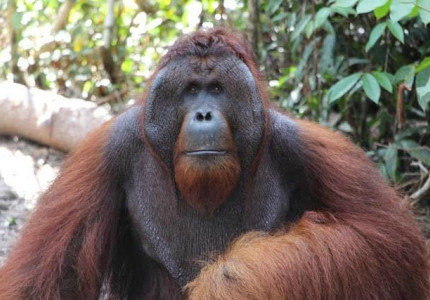 Sharing Group / Open Trip Orangutan Tour Tanjung Puting 3D2N