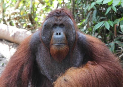 Sharing Group / Open Trip Orangutan Tour Tanjung Puting 3D2N